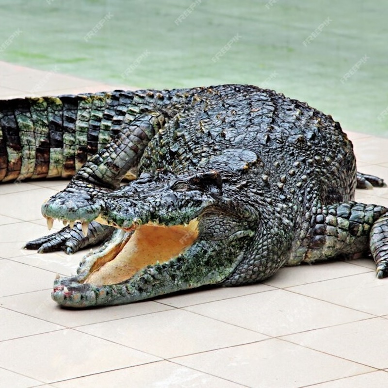 วัตถุดิบ