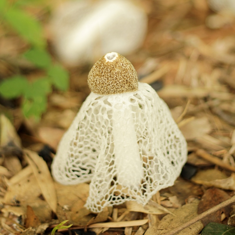 วัตถุดิบ