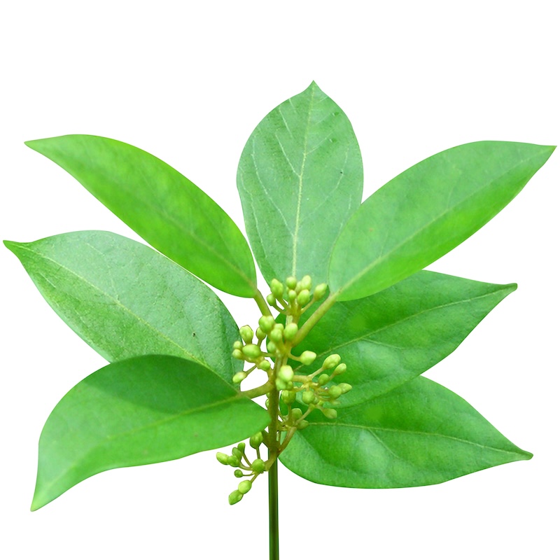 วัตถุดิบ