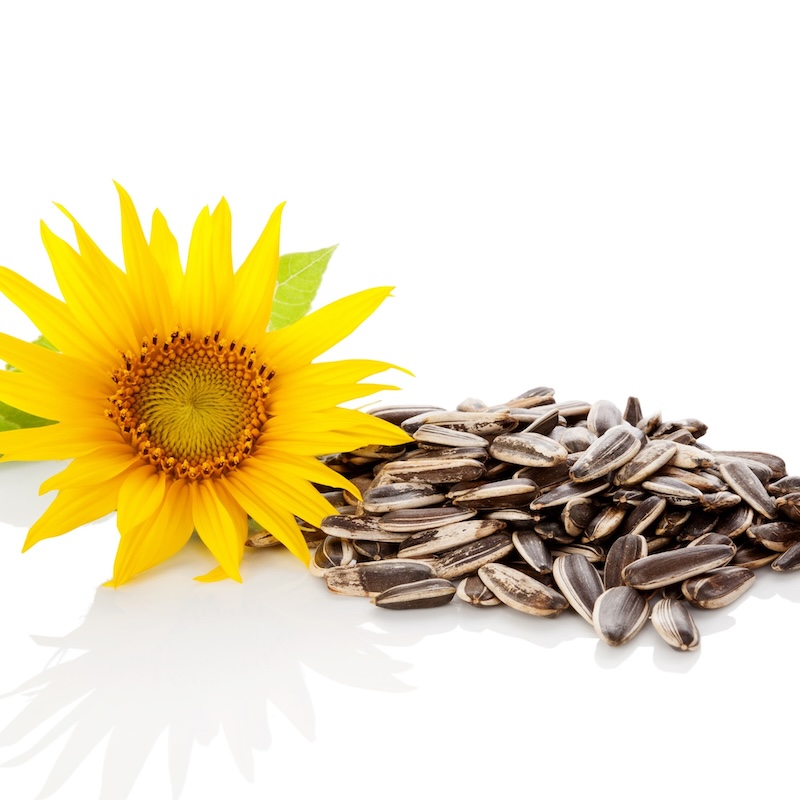 วัตถุดิบ