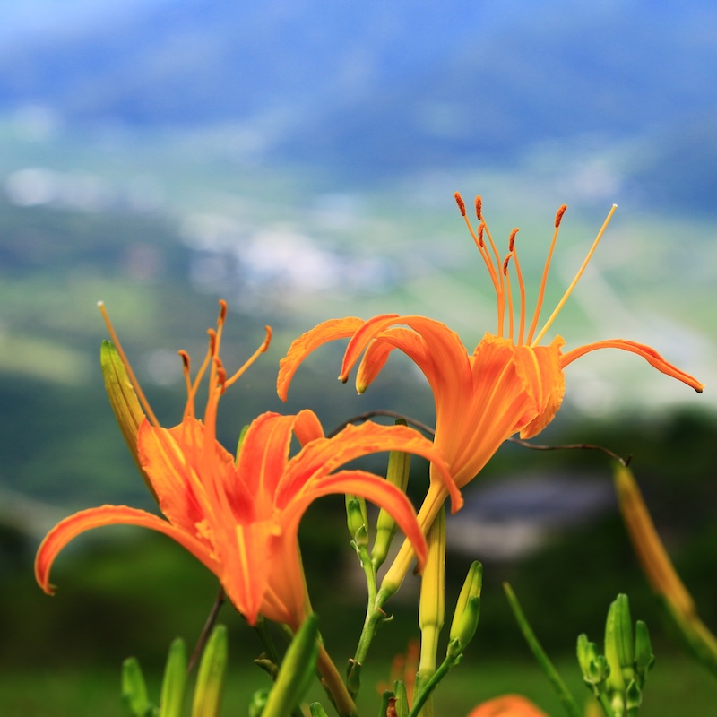 วัตถุดิบ