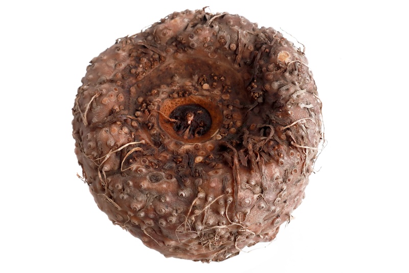 วัตถุดิบ