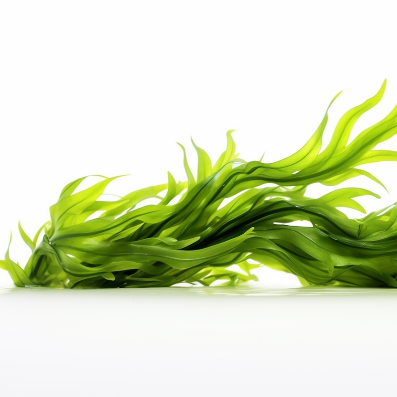 วัตถุดิบ