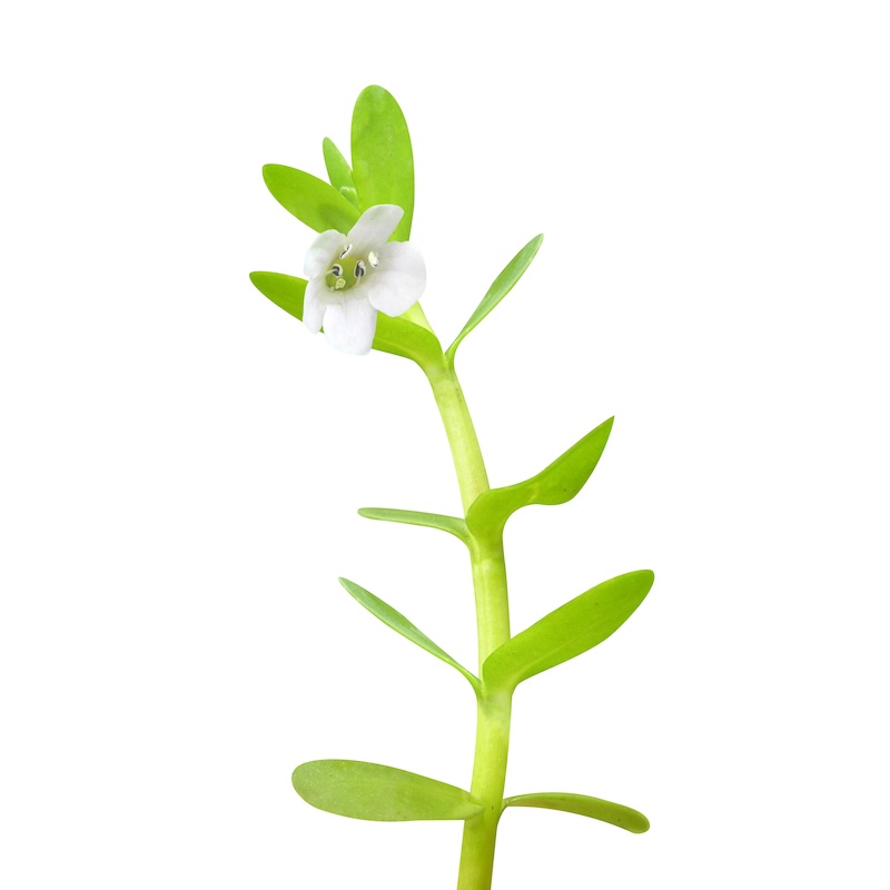 วัตถุดิบ