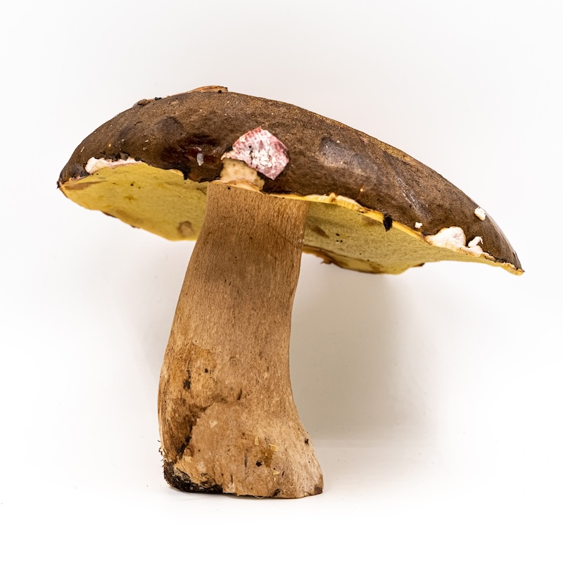 วัตถุดิบ