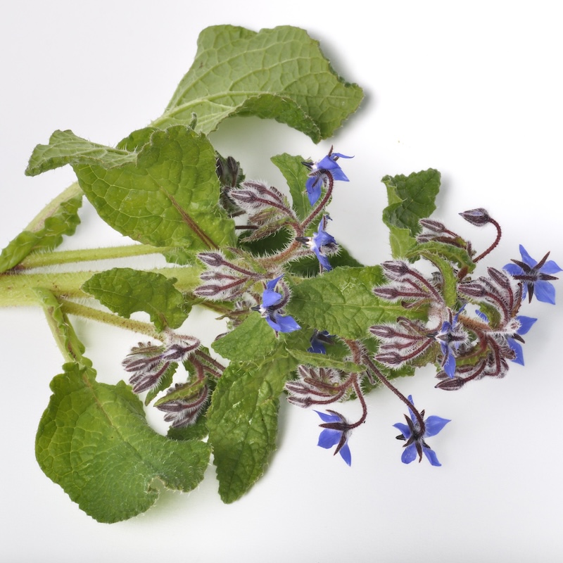 วัตถุดิบ