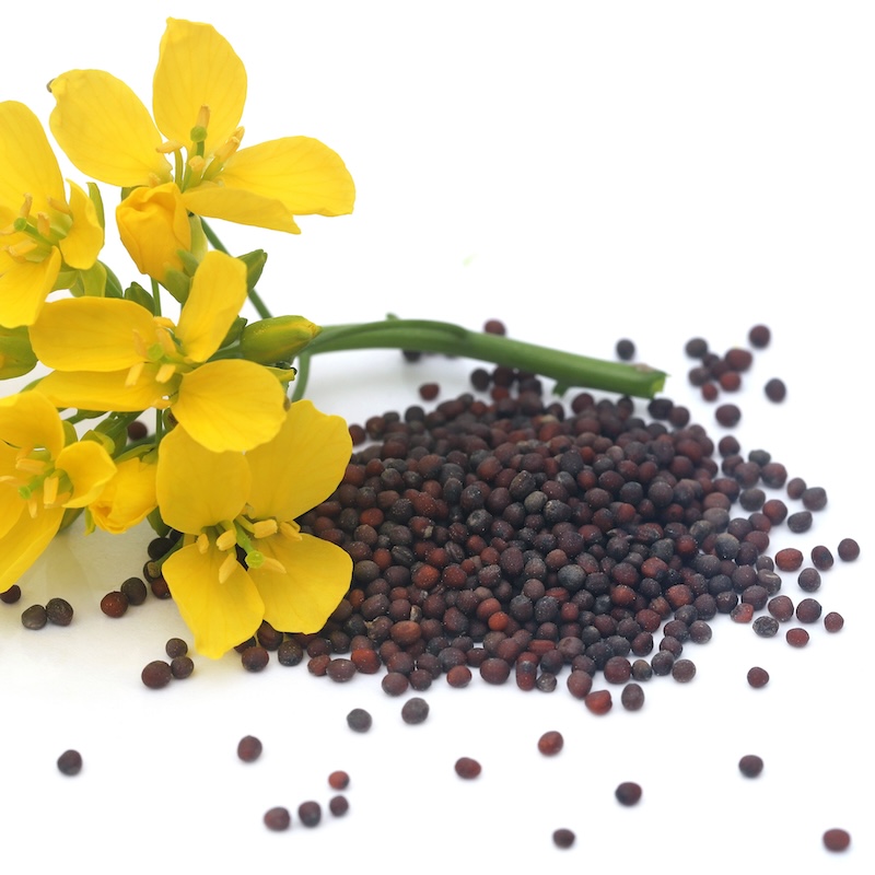 วัตถุดิบ