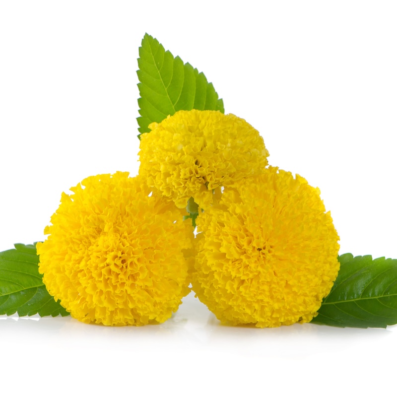 วัตถุดิบ