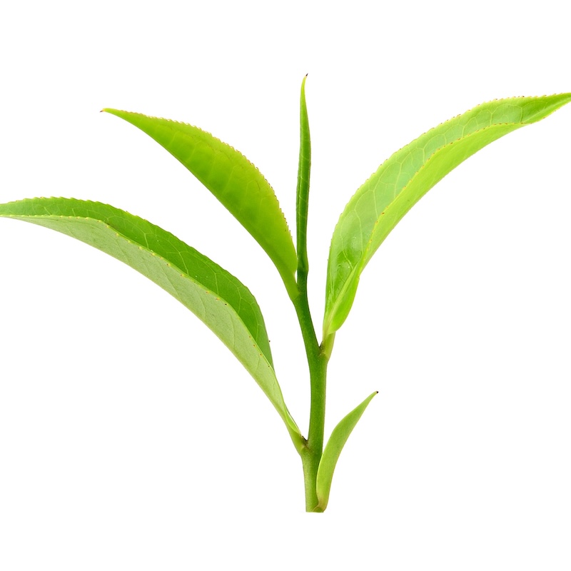 วัตถุดิบ