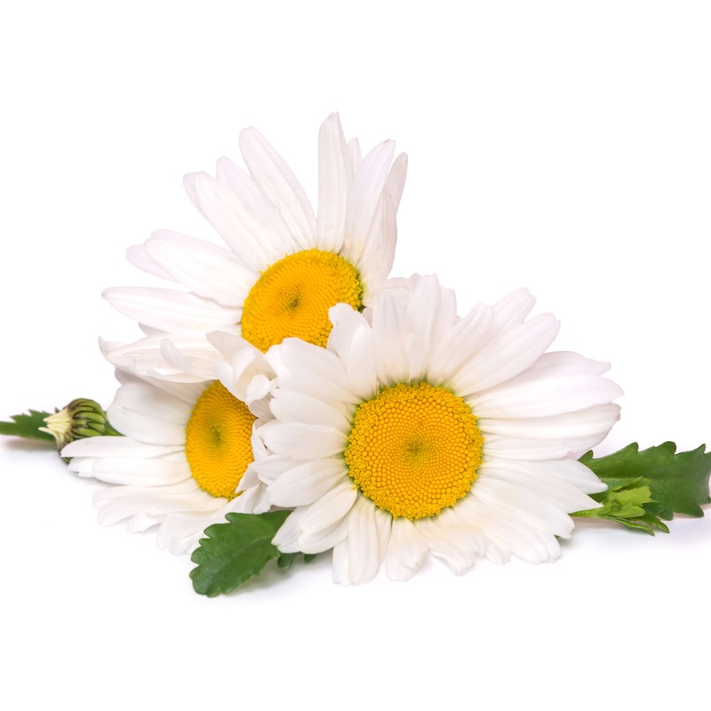 วัตถุดิบ