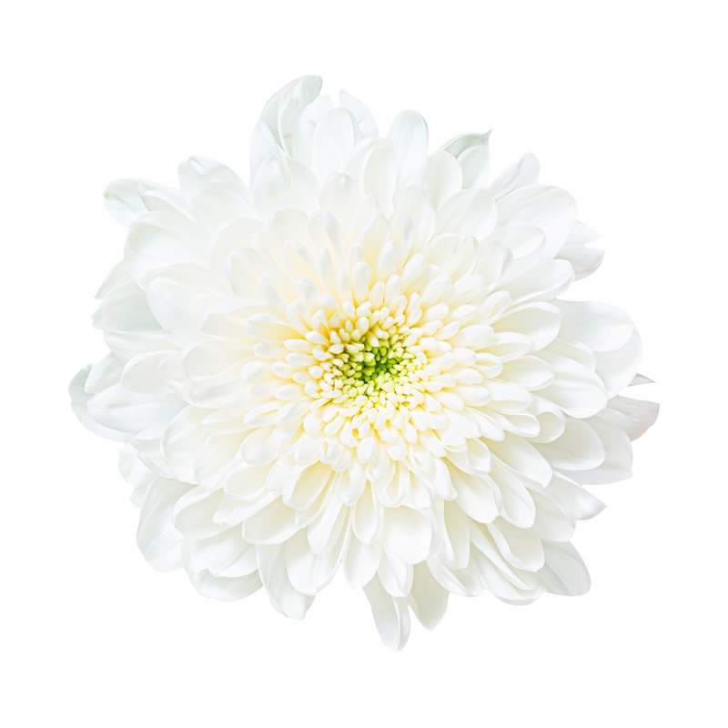 วัตถุดิบ